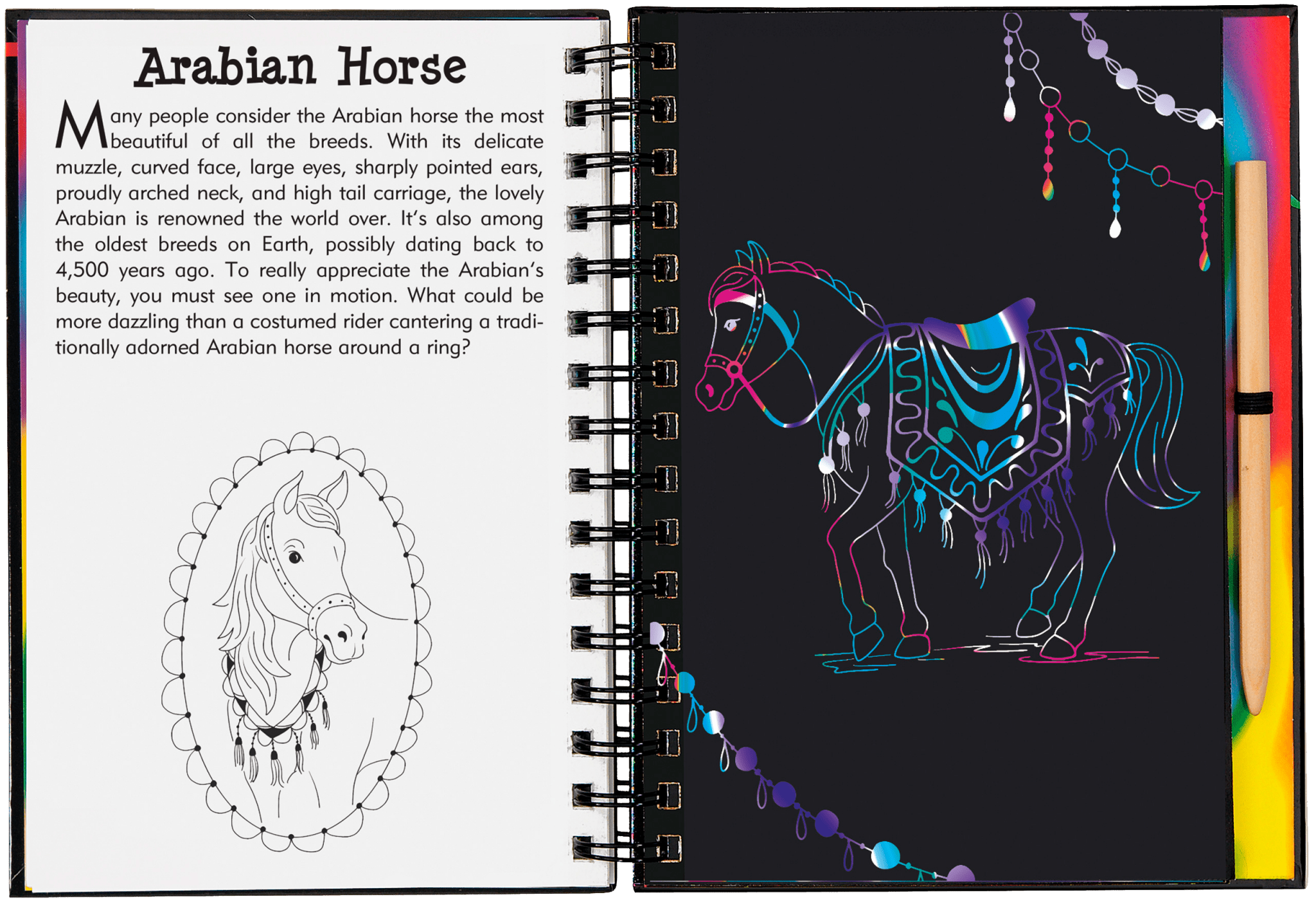 Horse Scratch & Sketch - Après NJ
